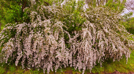 A wonderful Spiraea shrub in full bloom_ Baden-Baden, Germany