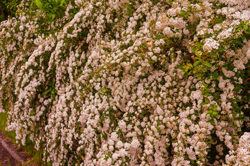 A wonderful Spiraea shrub in full bloom_ Baden-Baden, Germany