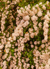 A wonderful Spiraea shrub in full bloom_ Baden-Baden, Germany