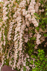 A wonderful Spiraea shrub in full bloom_ Baden-Baden, Germany
