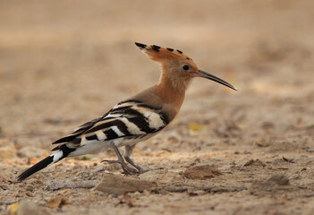Closeup of a Hoopoe perched on ground, Bahrain