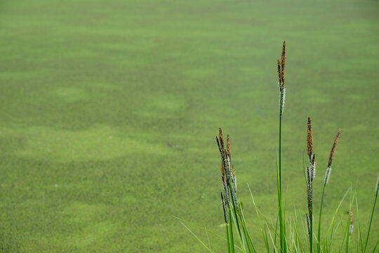 Creeping spike rush flowers on duckweed background. Eleocharis palustris. World wetlands day concept. Copy space.	