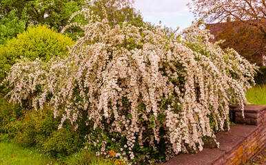 A wonderful Spiraea shrub in full bloom_ Baden-Baden, Germany