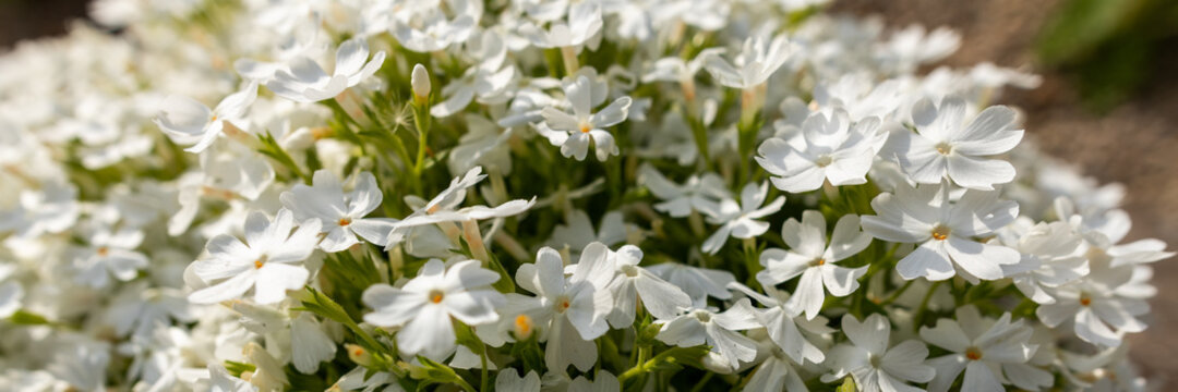 White creeping phlox. Blooming phlox close up web banner. Rockery with small pretty white phlox flowers, nature background.