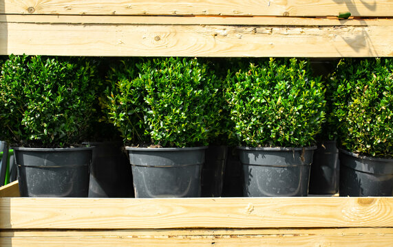 Image of boxus ball plant potted in garden center. Boxwood evergreen garden shrub on shelves.
