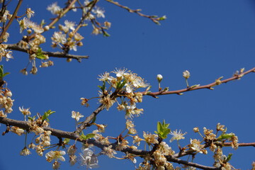 Blüten weit offen am Ast vor blauem Himmel