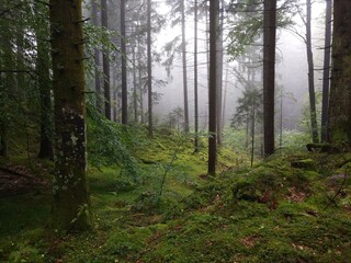 Schöner Wald im Gebirge mit Nebel