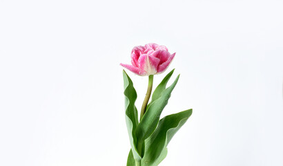 Fototapeta premium delicate white-pink tulip on a white background . Beautiful composition spring flowers. Valentine's Day, Easter, Birthday, Happy Women's Day, 