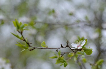 Spring came ... Rebirth 