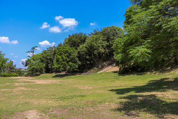 Fototapeta na wymiar 緑の芝生が広がる夏の公園