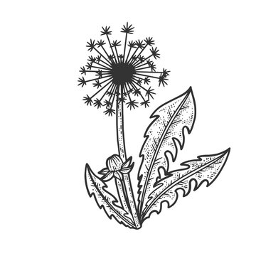 dandelion taraxacum flower plant blowball sketch engraving vector illustration. T-shirt apparel print design. Scratch board imitation. Black and white hand drawn image.