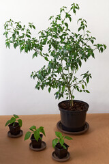 Grown chili peppers plant and young seedlings in plastic pots. Homegrown vegetable plants.