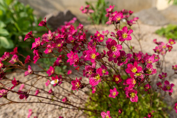 Saxifraga arendsii. Blooming saxifraga in rock garden. Rockery with small pretty pink flowers, nature background.