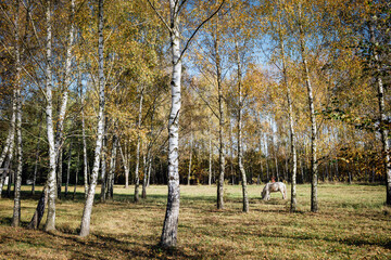 Jesienne spacery po polach © BeNatural