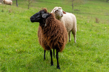 Fototapeta premium A brown sheep stands in a meadow in front of other sheep