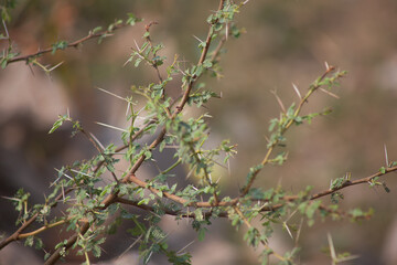 A wild thorny bush