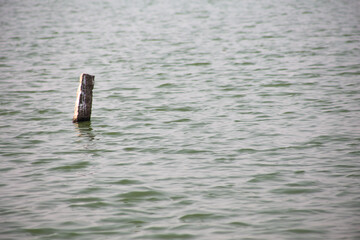 A rock in pond water