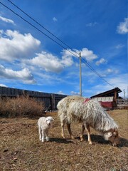Obraz premium sheep on a farm