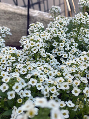 Garden Flowers