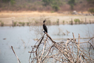 A beautiful view of bird near the pond