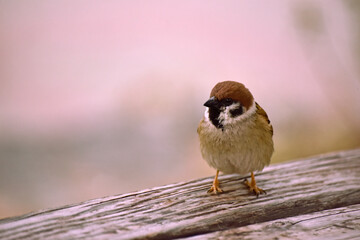 어린 참새 한마리