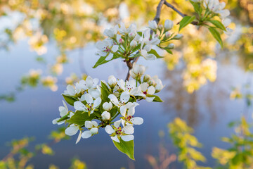 Blooming apple tree branch