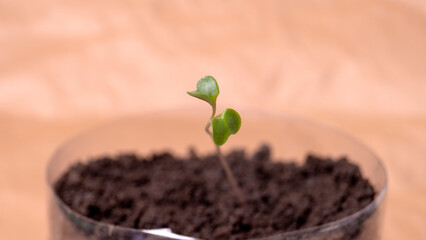 Young seedling in a peat tablet isolated on a colored background. Indoor home growing of seedlings