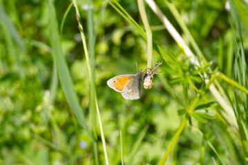 Small heath butterfly (Coenonympha pamphilus) sitting on a dandelion in Zurich, Switzerland