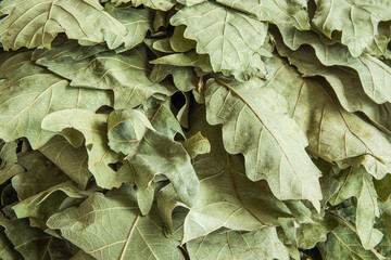 Dry pale green oak leaves collected in a bath broom