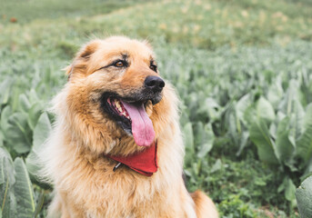 Happy cute fluffy beige dog outdoors in summer