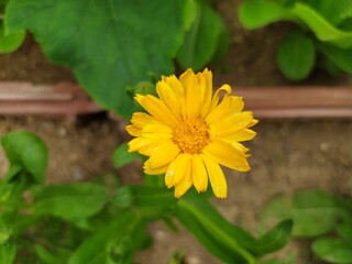 A single yellow daisy is blooming.