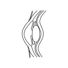 Human eye, outline, anatomical, hand drawn illustration on white background. Vector Stock. 
