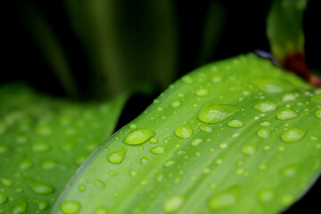 Rain drops on a green leafs. concept emphasizes the feeling of freshness.