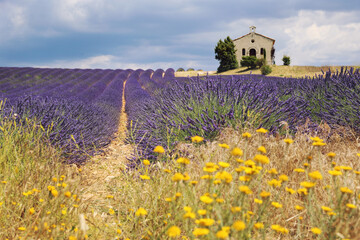 Fototapeta na wymiar France, landscape of Provence: lavender field, plateau Valensole
