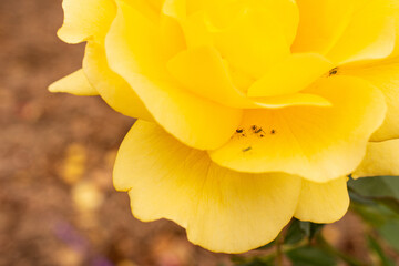 Fototapeta na wymiar aphids in yellow rose