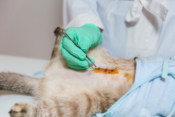 veterinarian treats postoperative suture on a cat 