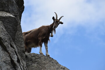 goat