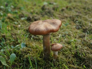 Two mushrooms in moss and grass 
