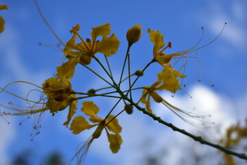 Unknown flower 