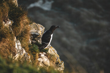 Razorbill on Bempton Cliffs