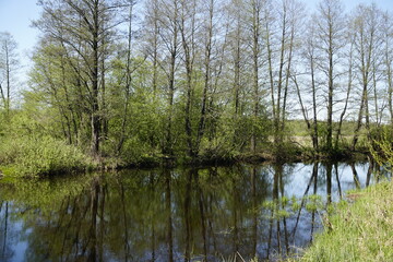Fototapeta na wymiar The Berezina River in the Berezinsky Nature Reserve. Warm sunny May day. Blue sky and reflection in water 