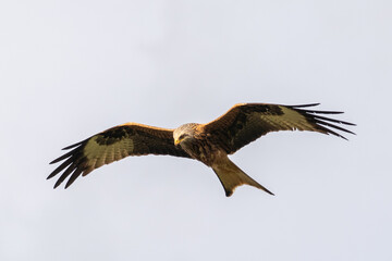 Rotmilan im Flug
