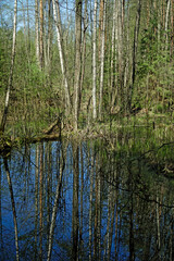 Reserved dense forest. A river and trees felled by beavers. Swamp. Scenery. Horizontal shot. In the Berezinsky reserve	