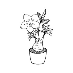 Adenium obesum plant with foliage, flower and bud in a pot, black and white outline drawing.