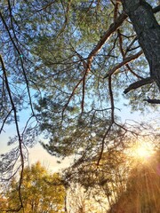 autumn in the forest