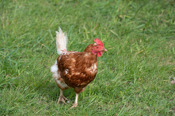 Naklejka na ściany i meble A small brown domestic chicken runs across a green meadow in summer