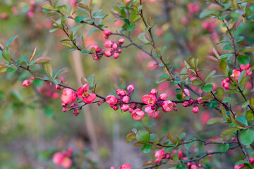 Chaenomeles japonica flowers closeup selective focus