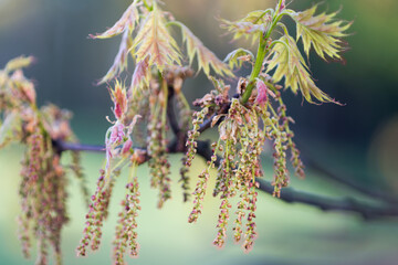 Quercus rubra, northern red oak, spring flowers closeup selective focus