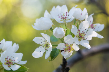 flowering branch of pear closeup selective focus