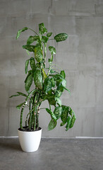 large green dieffenbachia plant in a white pot on a concrete floor against a gray wall